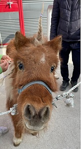 [비장애형제승마교실] 4회기 진행